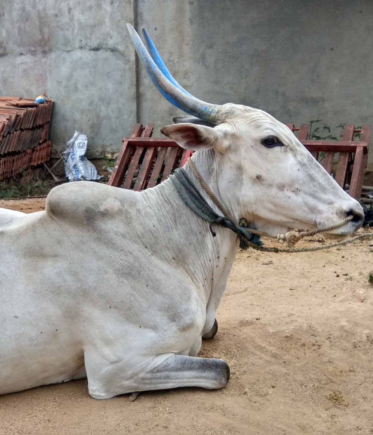 Kudej Desi Hallikar Cow Hand Churned A2 Ghee