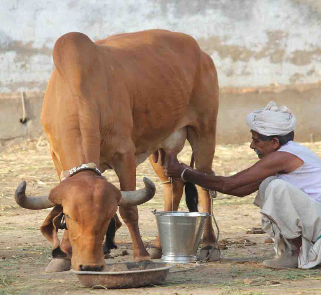 Gwala hand milks Desi Gir Cow