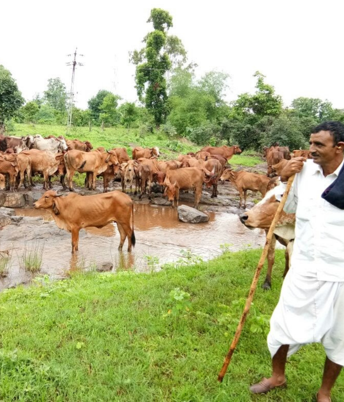 Kudej Desi Gir Cow Hand Churned A2 Ghee