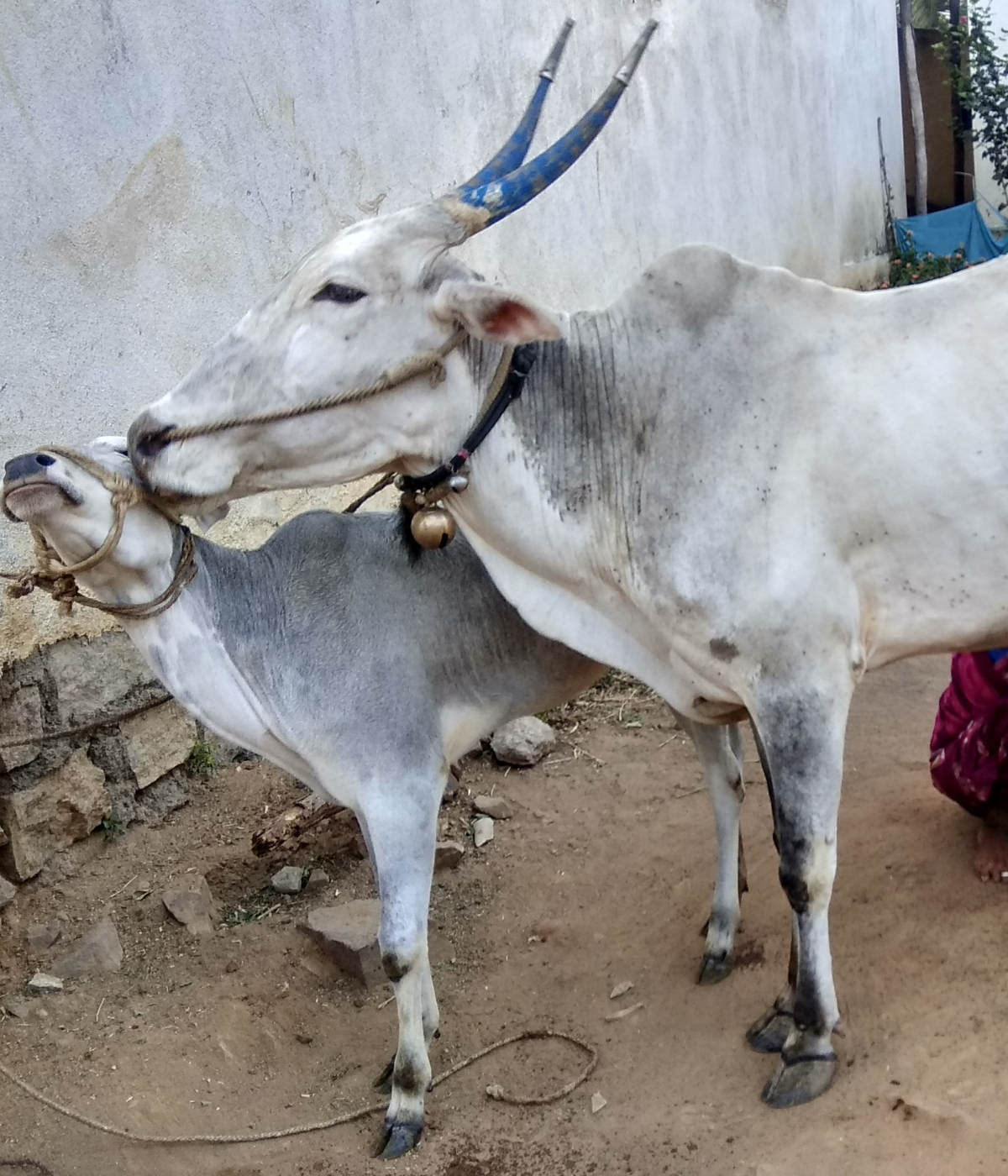 Kudej Desi Hallikar Cow Hand Churned A2 Ghee