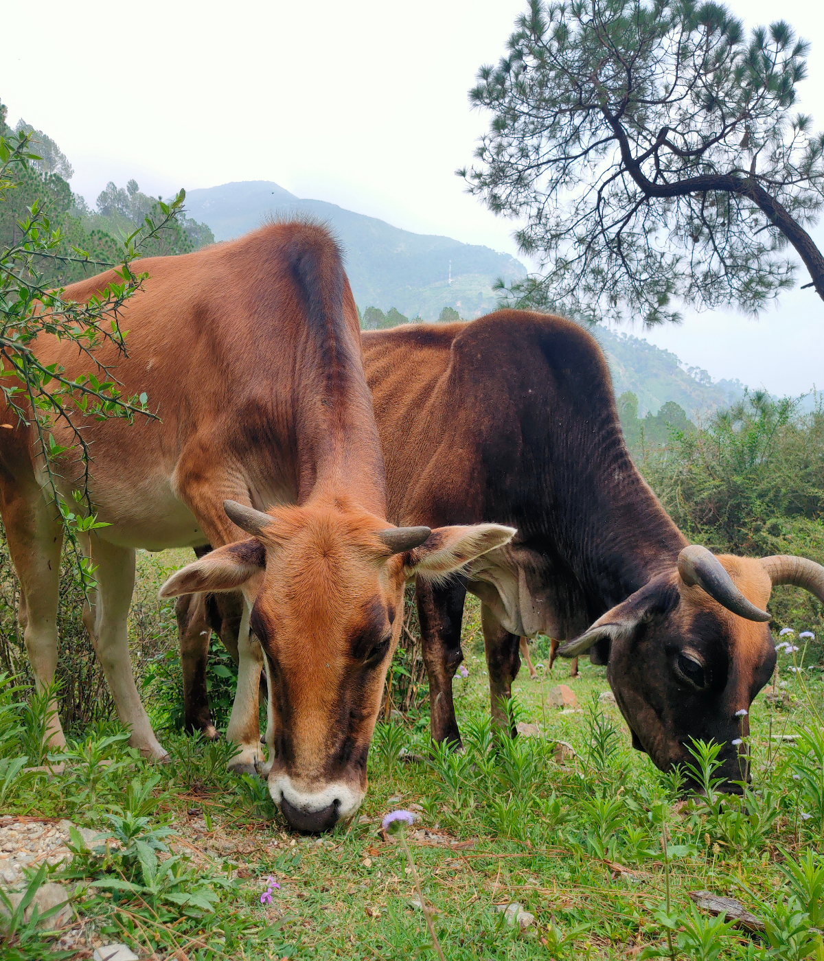 Kudej Desi Himalayan Badri Cow A2 Ghee